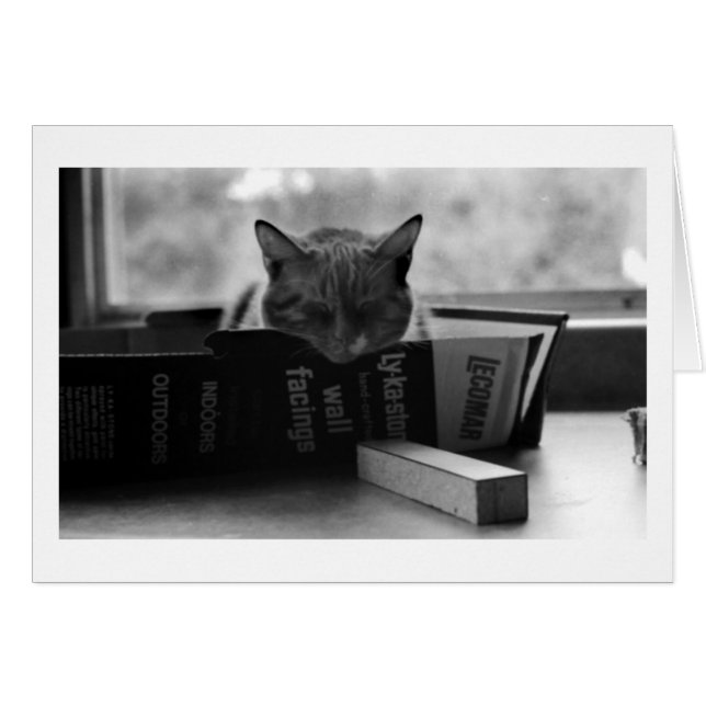 Mutterkatze schläft (Vorderseite (Horizontal))