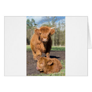 Mutterkuh aus Schottland bei neugeborenem Kalb