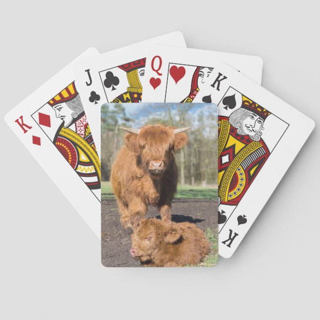 Mutterkuh aus Schottland bei neugeborenem Kalb Spielkarten (Rückseite)
