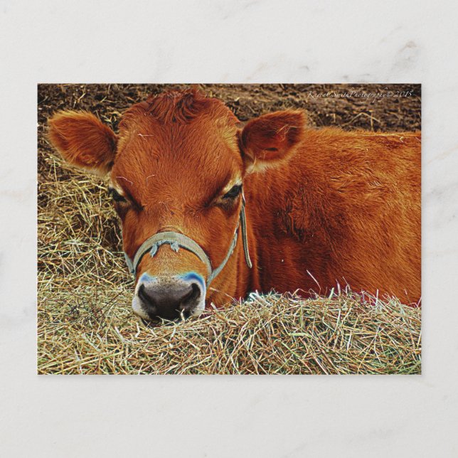 Mutterkuh Postkarte (Vorderseite)