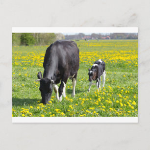 Mutterkuh und Kalb auf Wiese mit gelben Blumen Postkarte