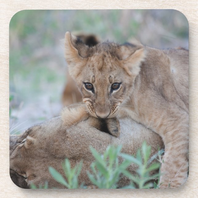 Mutterohr des Jungen des Löwes (Panthera Löwe) Untersetzer (Vorderseite)