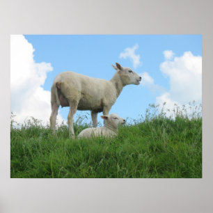 Mutterschaf und ihr Lamm Grass Foto Poster drucken
