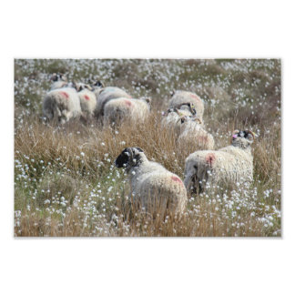 Mutterschafe in Gras aus Baumwolle in Nordhumberla Fotodruck