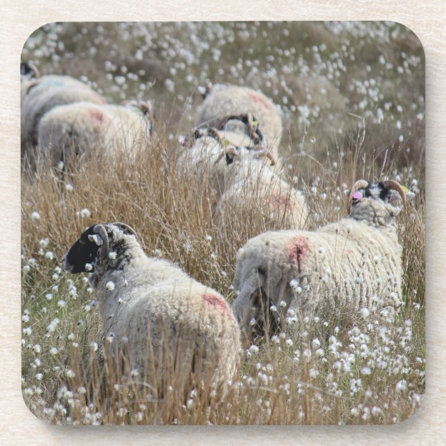 Mutterschafe in Gras aus Baumwolle in Nordhumberla Getränkeuntersetzer (Vorderseite)
