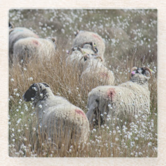 Mutterschafe in Gras aus Baumwolle in Nordhumberla Glasuntersetzer