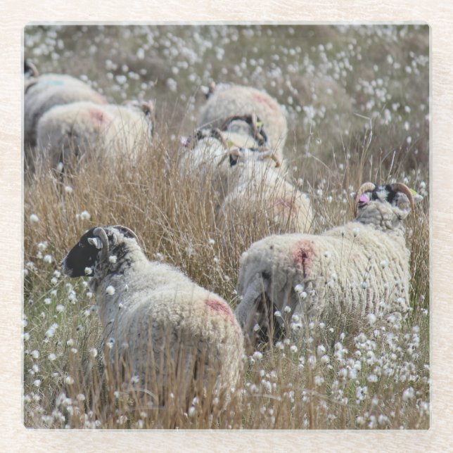 Mutterschafe in Gras aus Baumwolle in Nordhumberla Glasuntersetzer (Vorderseite)