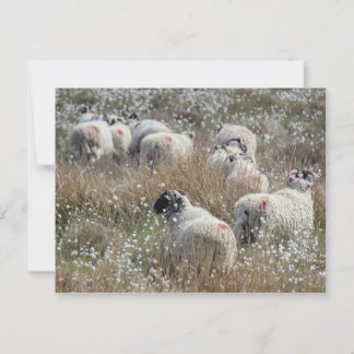 Mutterschafe in Gras aus Baumwolle in Nordhumberla Postkarte