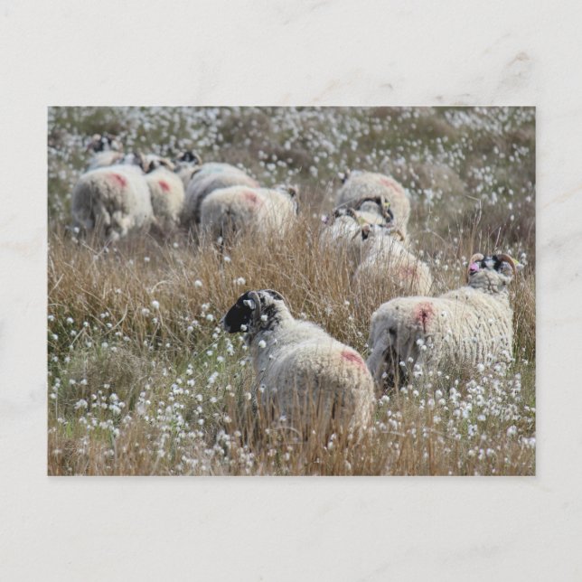 Mutterschafe in Gras aus Baumwolle in Nordhumberla Postkarte (Vorderseite)