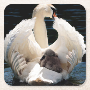 Mutterschwan mit Zygnets (Babyschwäne) Rechteckiger Pappuntersetzer