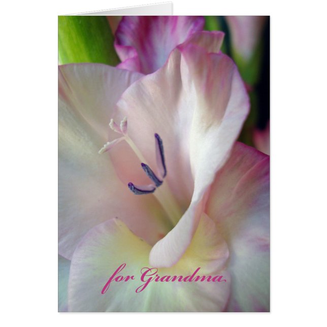 Muttertag für Oma, Pink-Gladiolus-Foto (Vorne)