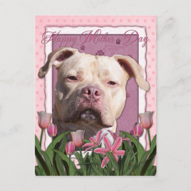 Muttertag - Pink Tulips - Pitbull - Jersey Girl Postkarte (Vorderseite)
