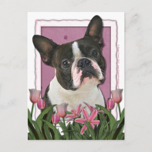 Muttertag - Rosa Tulips - Boston Terrier Postkarte (Vorderseite)