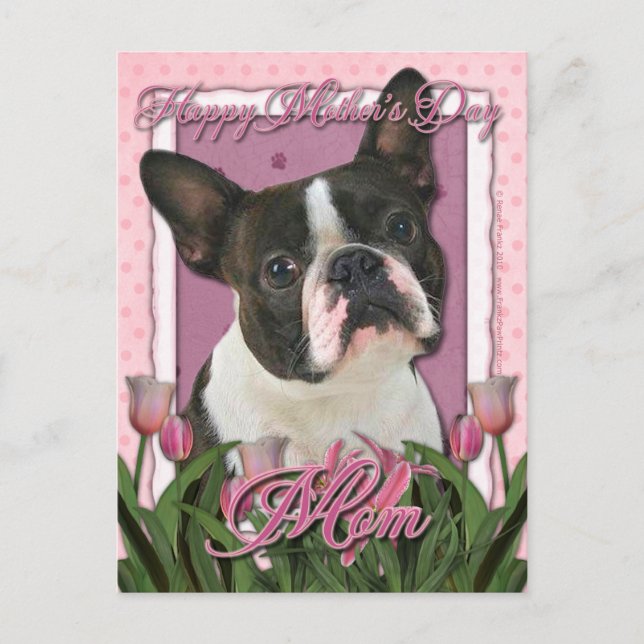 Muttertag - Rosa Tulips - Boston Terrier Postkarte (Vorderseite)
