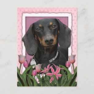 Muttertag - Rosa Tulips - Dackel - Winston Postkarte