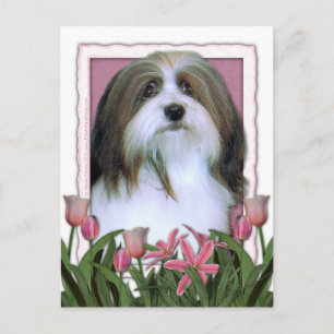 Muttertag - Rosa Tulips - Havanese Postkarte