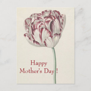 Muttertag - Vintage Fine Art weiße und rote Tulpe Postkarte