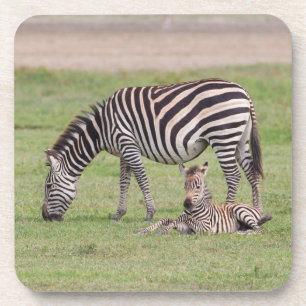 Mutterzebra mit neugeborenem Fohlen Getränkeuntersetzer