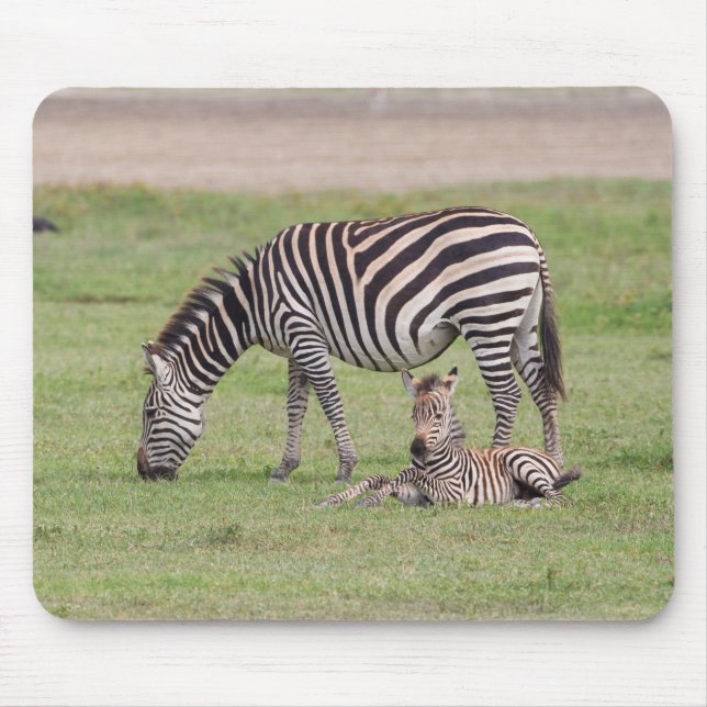 Mutterzebra mit neugeborenem Fohlen Mousepad (Vorne)