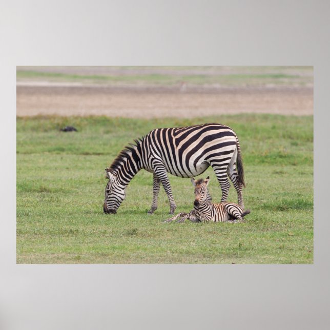 Mutterzebra mit neugeborenem Fohlen Poster (Vorne)
