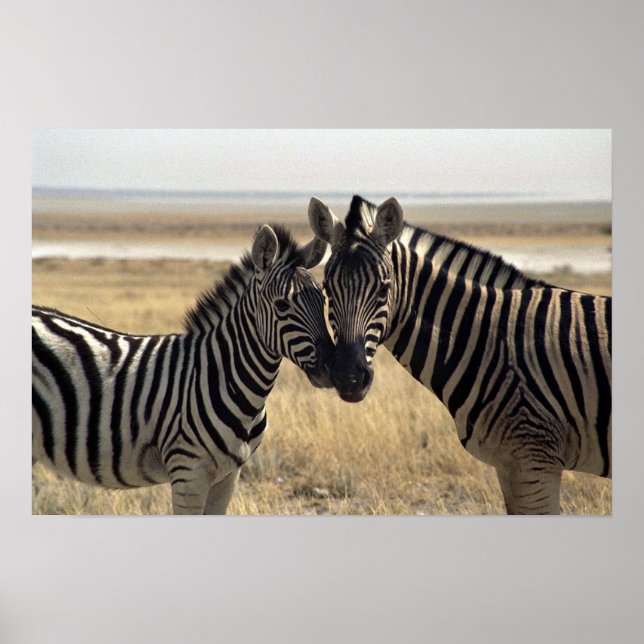 Mutterzebra und junger Zebra Poster (Vorne)