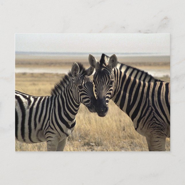 Mutterzebra und junger Zebra Postkarte (Vorderseite)