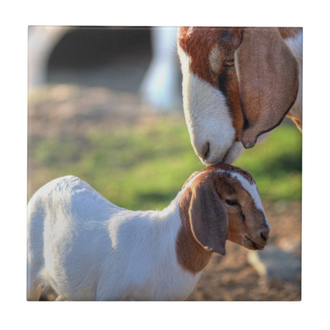 Mutterziege, die ihr Baby auf Kopf küsst Fliese (Vorderseite)