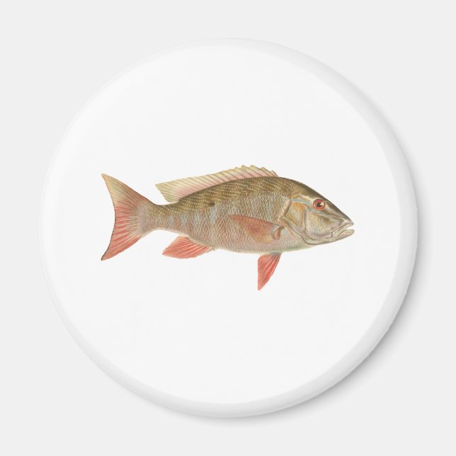 Mutton Snapper Illustration Magnet (Vorne)