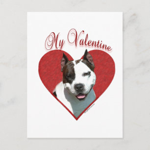 My AmStaff Valentine Feiertagspostkarte