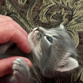 My Cat Is Better Behaved, Cat Coffee Mug