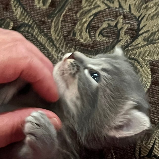 My Cat Is Better Behaved, Cat Coffee Mug Kaffeetasse (Von Creator hochgeladen)