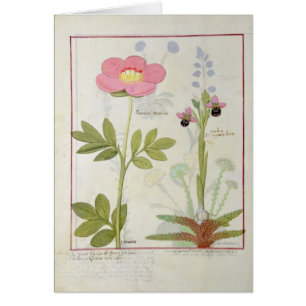Myanthos de Paeonia ou pivoine, et d'Orchis