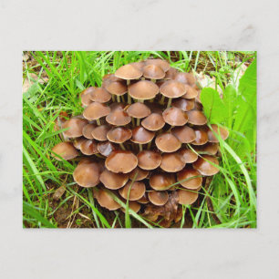 Mycena inclinica Mushroom Postcard Postkarte