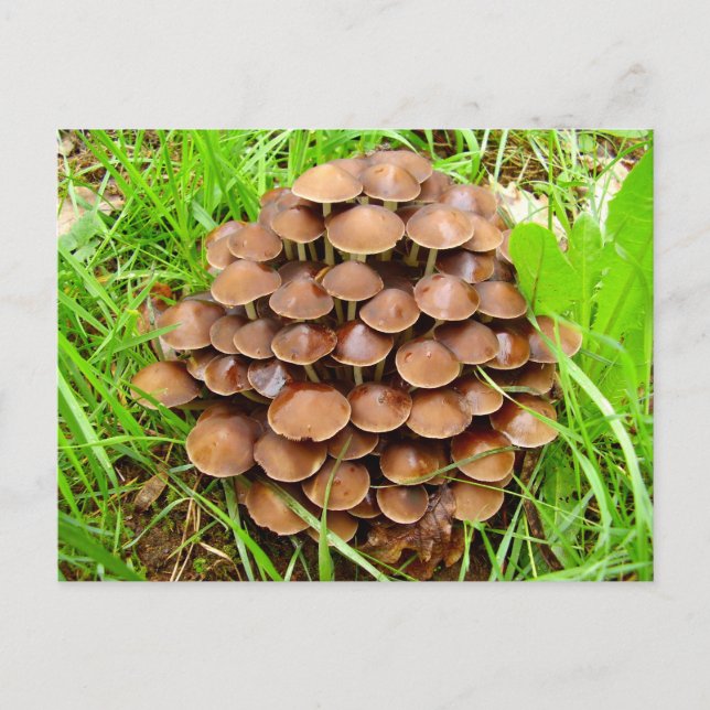 Mycena inclinica Mushroom Postcard Postkarte (Vorderseite)