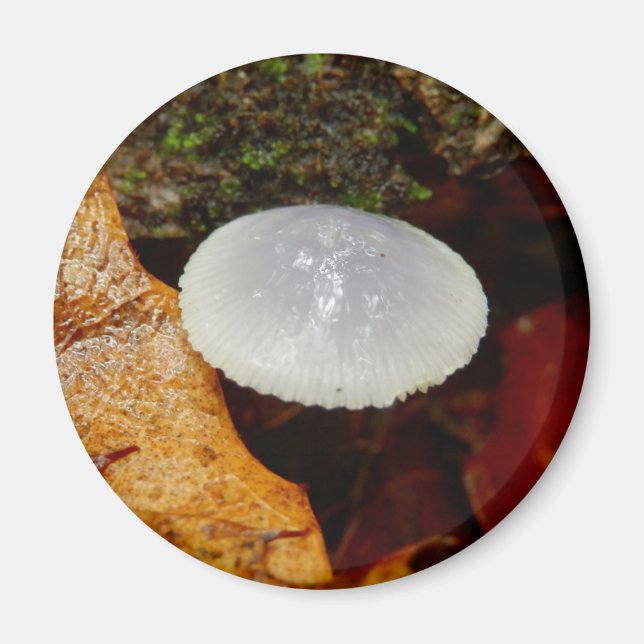 Mycena stylobates Mushroom Magnet (Vorne)