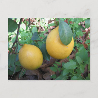 Myers Lemons Postkarte