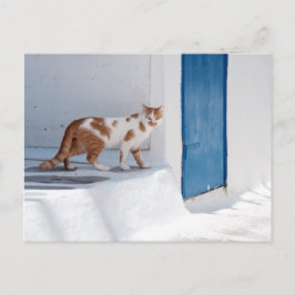 Mykonos cat - Postcard Postkarte