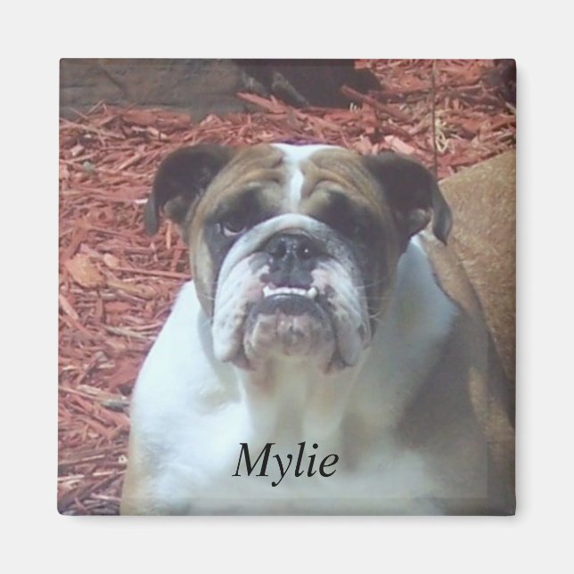 Mylie English Bulldog Square Magnet (Vorne)