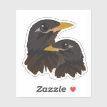 Myna Birds