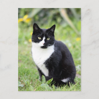 Myrdha die Katze Postkarte