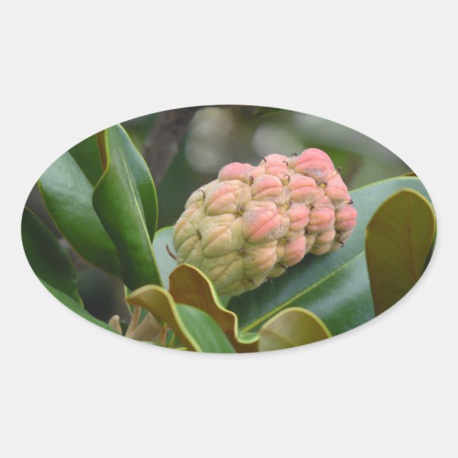 Mysteriöse Natur: Magnolia Pod Ovaler Aufkleber (Vorderseite)