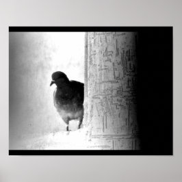 Mysteriöse Taube Poster