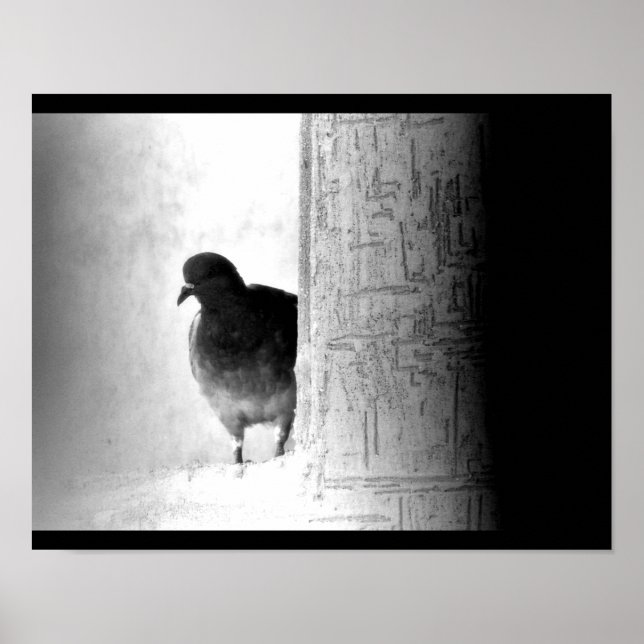 Mysteriöse Taube Poster (Vorne)