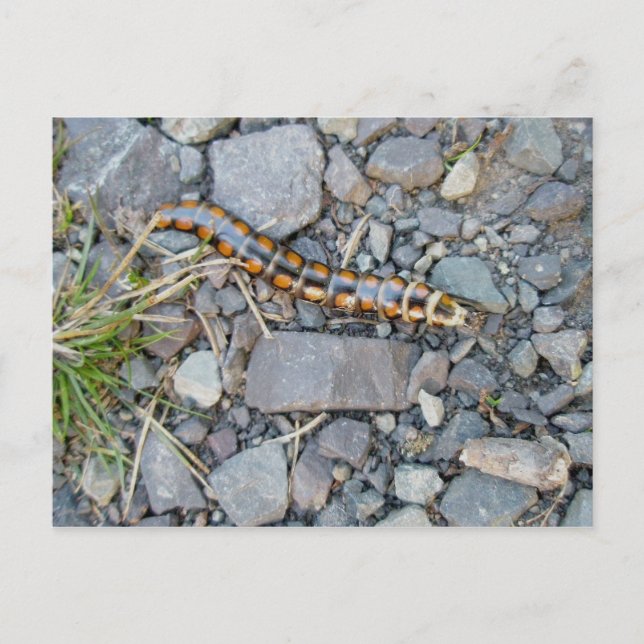 Mystery Critter Postcard Postkarte (Vorderseite)