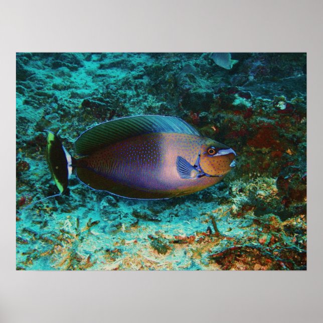 Mystery Fish Poster (Vorne)