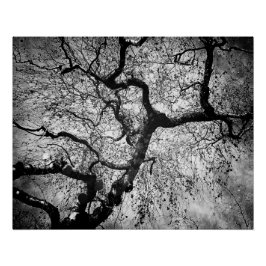 Mystery tree black and white poster
