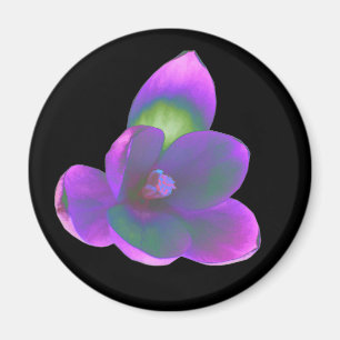 Mystic Beauty Crocus Blume Magnet