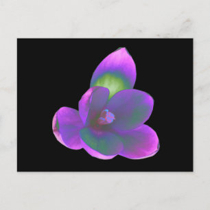 Mystic Beauty Crocus Blume Postcard Postkarte