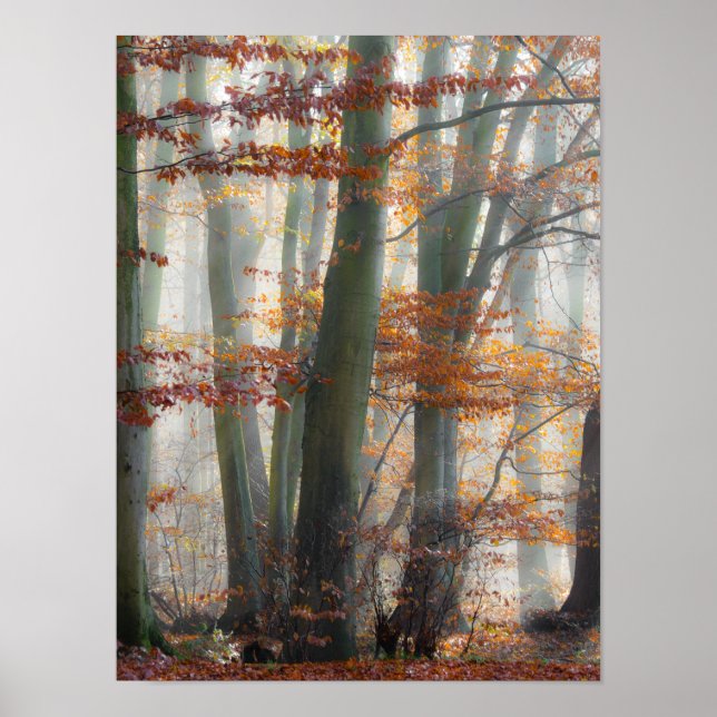 Mystic Foggy Forest im Herbst Poster (Vorne)