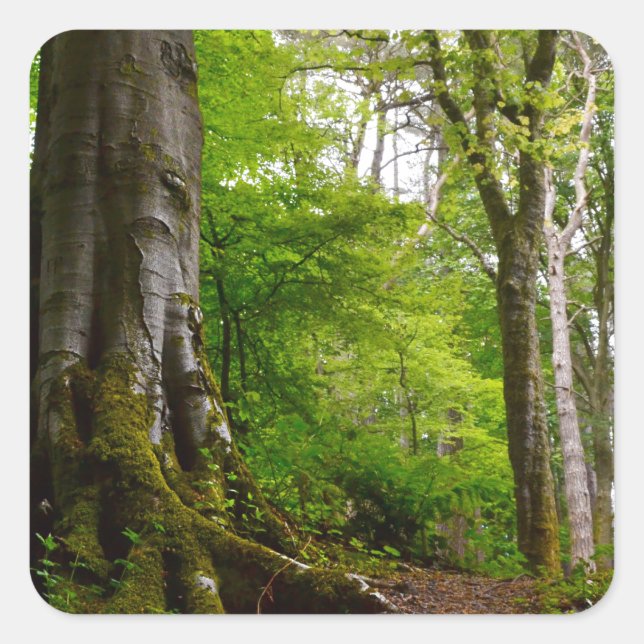Mystic Forset Quadratischer Aufkleber (Vorderseite)